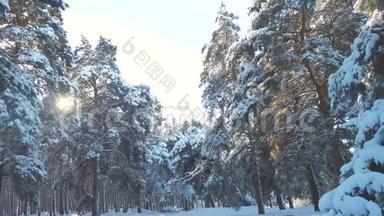 冬季松阳林生活方式中的雪阳光运动。 冻霜圣诞新年树。 概念新概念